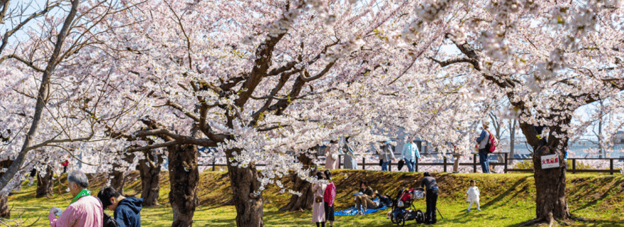 Nagasaki : visite privée et personnalisée des cerisiers en fleurs avec un local