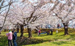 Private & Unique Nagasaki Cherry Blossom "Sakura" Experience