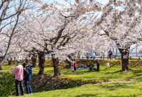 Private & Unique Nagasaki Cherry Blossom 