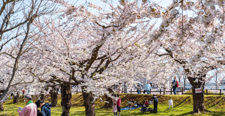 Private & Unique Nagasaki Cherry Blossom "Sakura" Experience