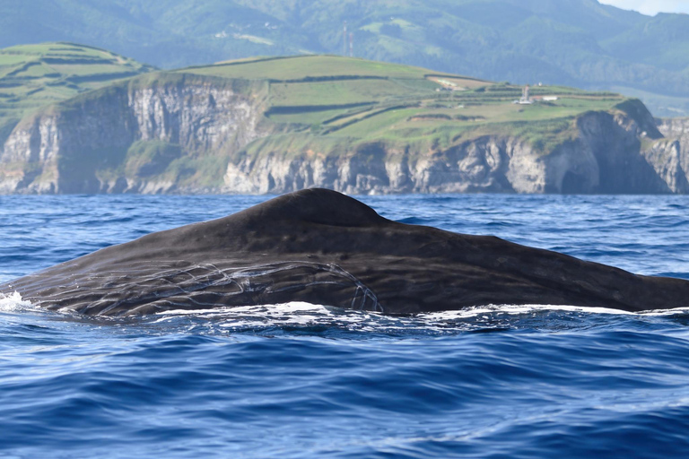 Whale and Dolphin Watching with Vila Franca Islet Visit