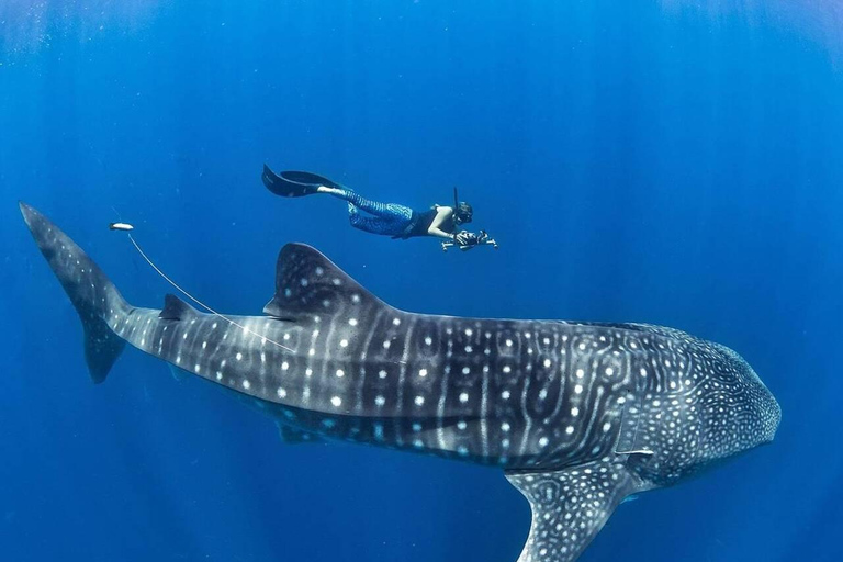 Swim with Whale Sharks in Mafia Island Flight from Zanzibar Mafia Whale Shark Adventure – Day Trip (No Flights Included)