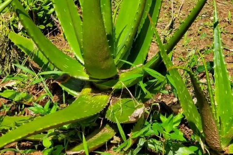 Zanzibar: Spice Farm, Stone Town or Jozani Forest with lunch Spice Farm Experience with lunch – (No Transport)