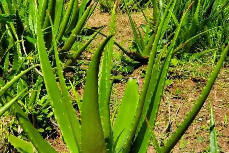 Zanzibar: Spice Farm, Stone Town or Jozani Forest with lunch Spice Farm Experience with lunch – (No Transport)