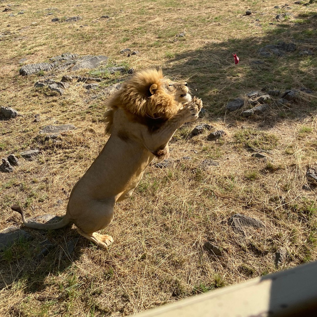 メディア コラージュ