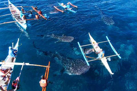 Cebu: Oslob Whale Shark Swimming Experience Whale Shark Swimming with Kawasan Canyoneering