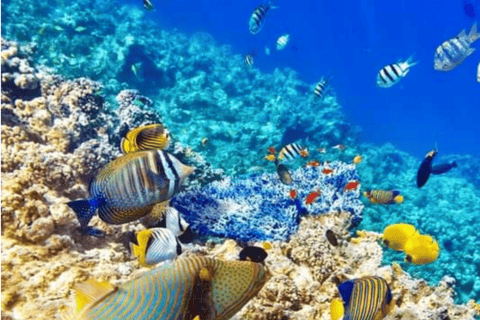 Zanzibar: Blue Lagoon with Snorkeling and Jozani Forest Tour