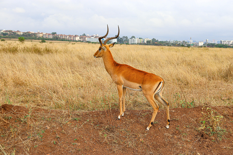 Rondleiding Nationaal Park Nairobi, halve dag