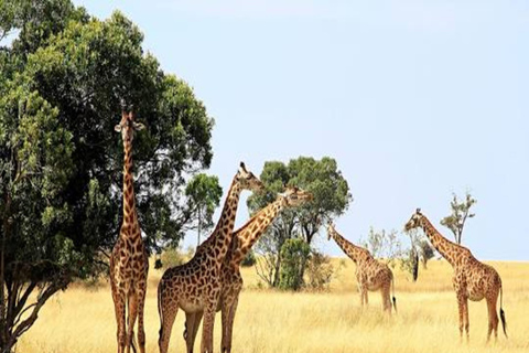 Nairobi : 6 jours de safari de migration des gnous dans le Masai Mara