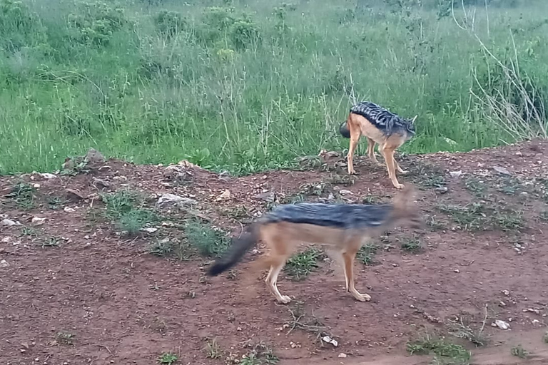 Park Narodowy Nairobi, centrum żyraf i bomy w Kenii.