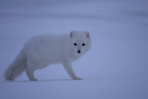 Wycieczka do jaskini lodowej Katla FastTrack