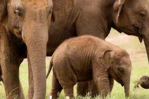 Kandy: Mahiyangana, Dambana, Sorabora Tank, & Wasgamuwa Tour