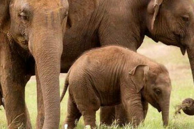 Kandy: Mahiyangana, Dambana, Sorabora Tank, & Wasgamuwa Tour