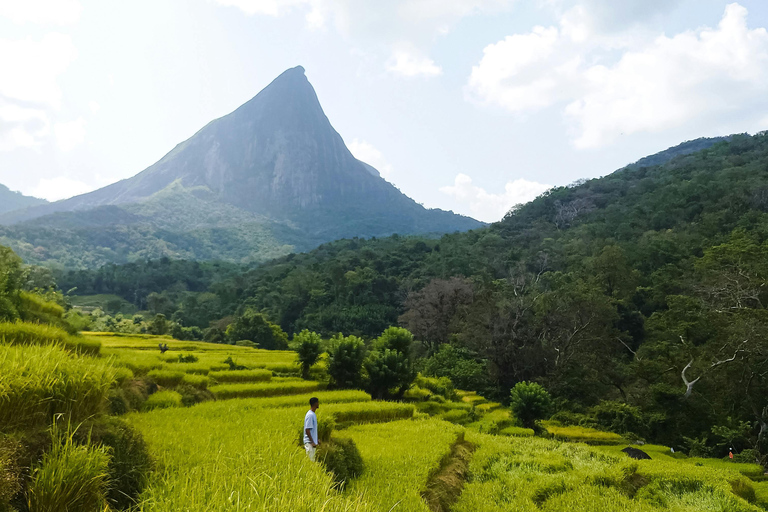 From Colombo or Kandy: Sigiriya Rock Fortress Day Tour