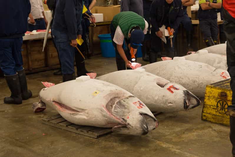 Aukcja tuńczyka w Toyosu i wycieczka kulinarna po Tsukiji z licencjonowanym przewodnikiem