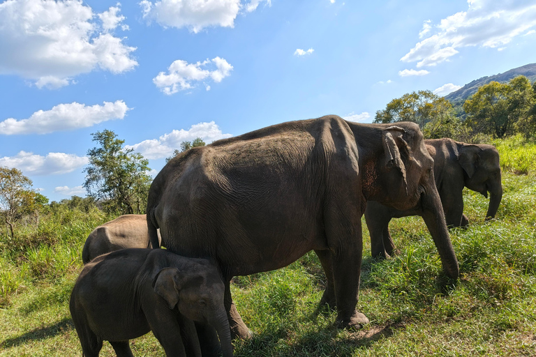Hurulu Eco Park Private Jeep Safari & Scenic Lake view Hurulu Eco Park Private Safari - Entry Fees Included
