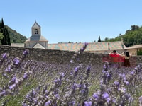 From Avignon, Lavender Tour in Valensole, Sault and Luberon - Housity