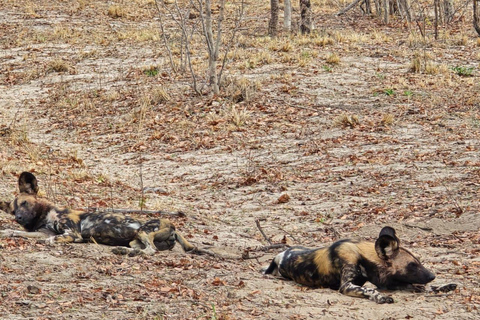 Livingstone: Chobe Safari, Impalila Island & 4-Country Tour