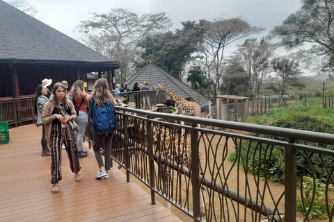 Nairobi : Parc national, orphelinat des éléphants et centre des girafes