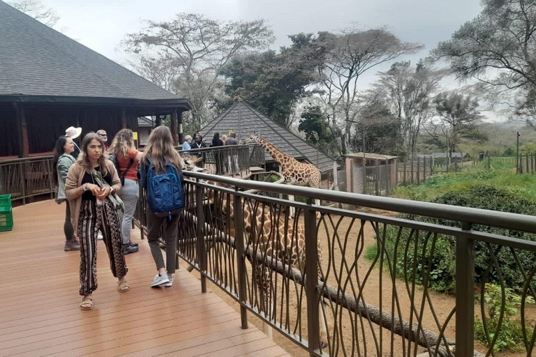 Nairobi : Parc national, orphelinat des éléphants et centre des girafes