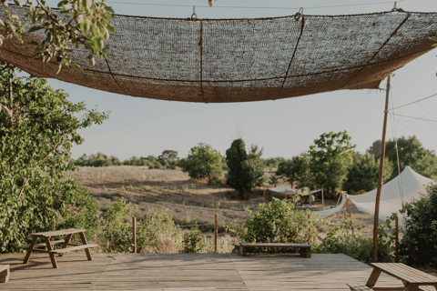 Aix-en-Provence: Lavender Fields Visit