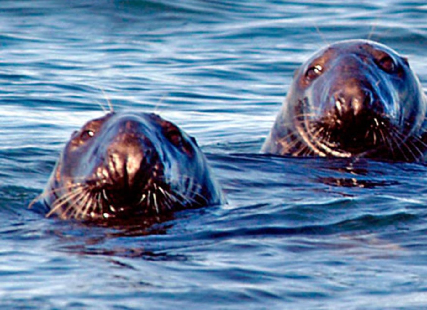 Fra Saint John: Hvalsafari i Saint Andrews