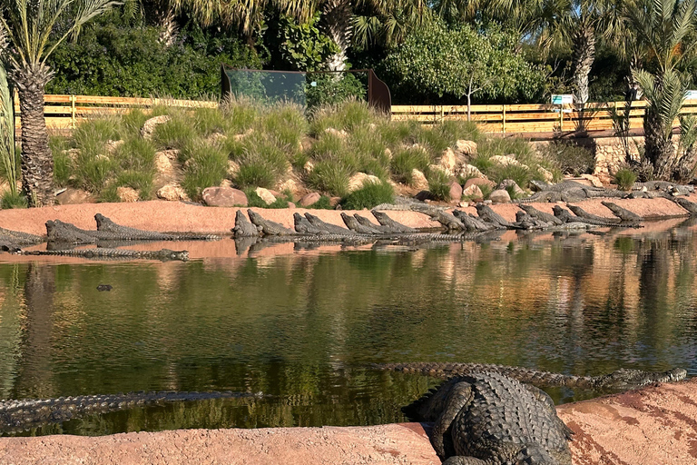 Agadir: Goats on Trees & Crocoparc Tour Goats on Trees & Crocoparc – Entry Ticket Included
