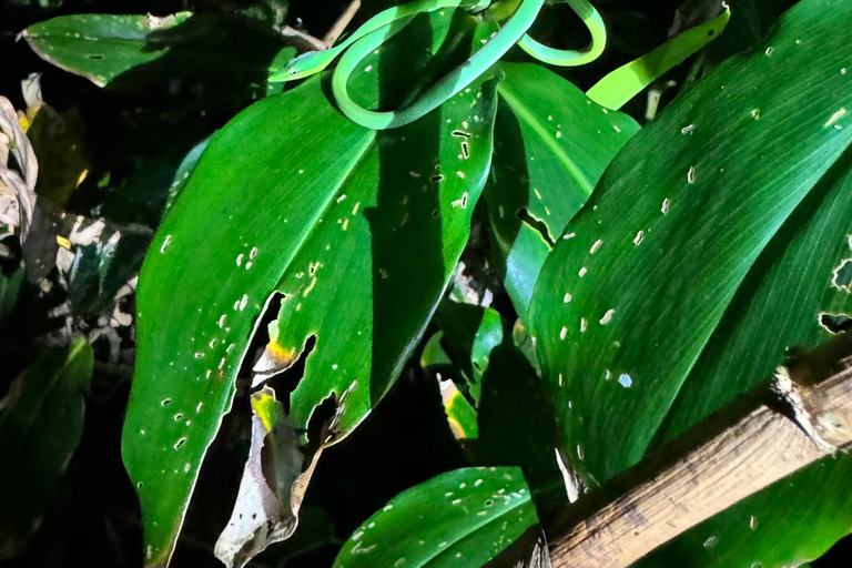 Tortuguero : Découvrez la vie nocturne cachée de la forêt tropicale