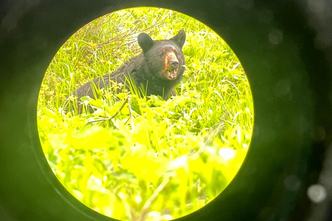From Anchorage: Valley and Forest Hike with Naturalist Guide