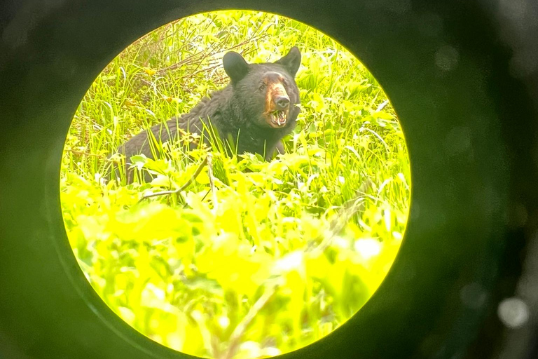 From Anchorage: Valley and Forest Hike with Naturalist Guide