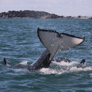 Tauranga: Dolphin Swim, Snorkel, and BBQ Day Trip