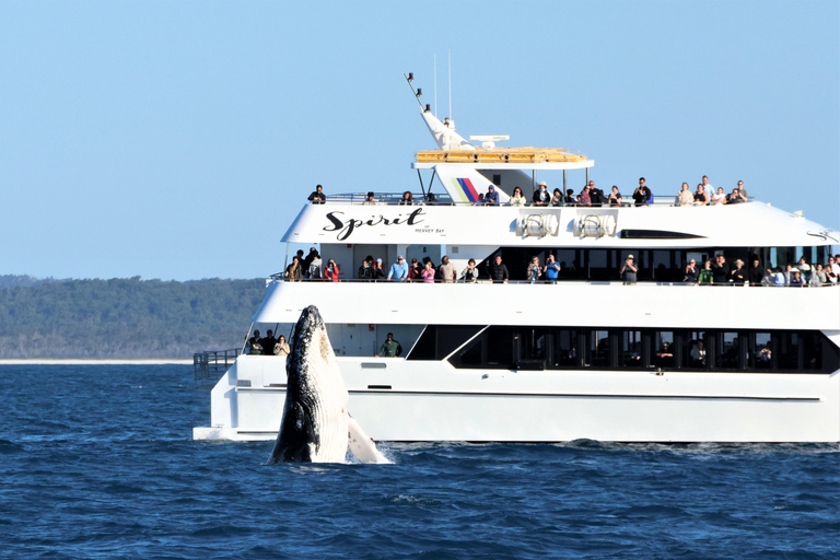 Hervey Bay: Half-Day Whale Watching Cruise Hervey Bay: Half Day Exciting Whale Watching Adventure