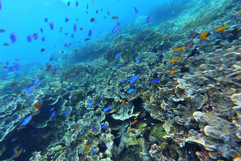 Cebu: mergulho em Moalboal, corrida das sardinhas e mergulho com snorkel no PescadorMoalboal: Mergulho em Sardine Run e Snokel na Ilha do Pescador