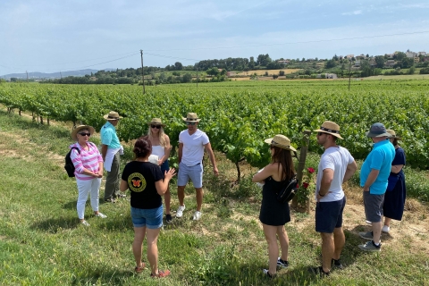 Montserrat & Cava Winery Small Group Day Tour