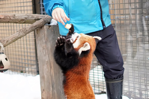 Asahiyama Adventure: Zoo+Waterfalls & Blue Pond Day Tour Meet at Exit 31 of Odori Park Subway Station