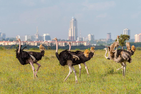 Półdniowa przejażdżka do Parku Narodowego Nairobi