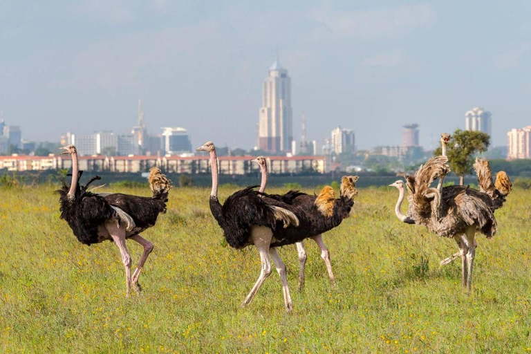 Półdniowa przejażdżka do Parku Narodowego Nairobi