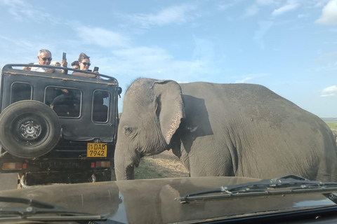 From Kandy: Udawalawe Safari and Mirissa Drop by Local