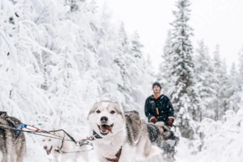 Rovaniemi: Small-Group Self-Drive Husky Experience