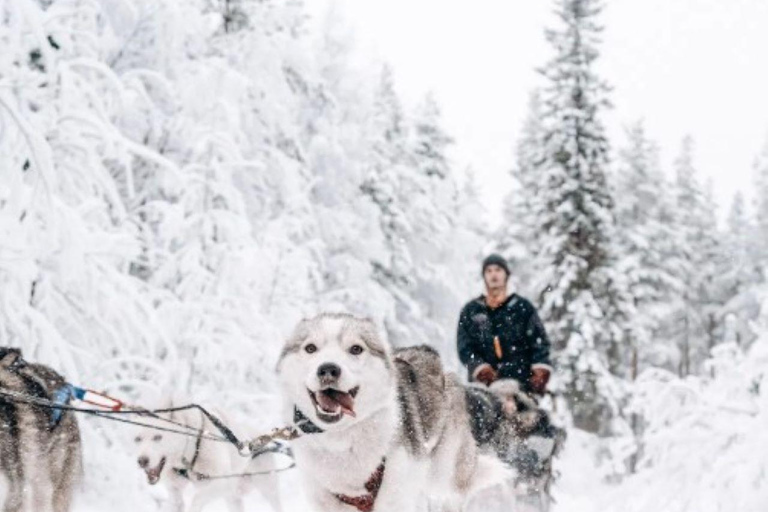 Rovaniemi: Small-Group Self-Drive Husky Experience
