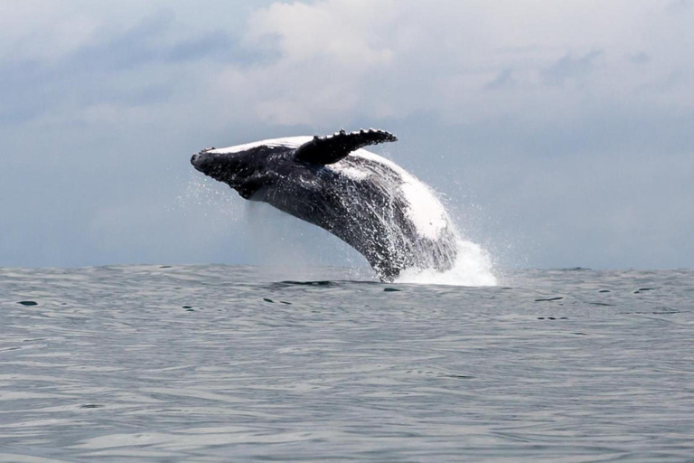 Costa Rica: Tour particular para observação de golfinhos e baleias em Uvita