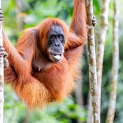 Medan: All-Inclusive Orangutan Trek & Private Transfer
