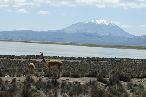 Salinas Salt Lagoon Private tour: Day Trip from Arequipa