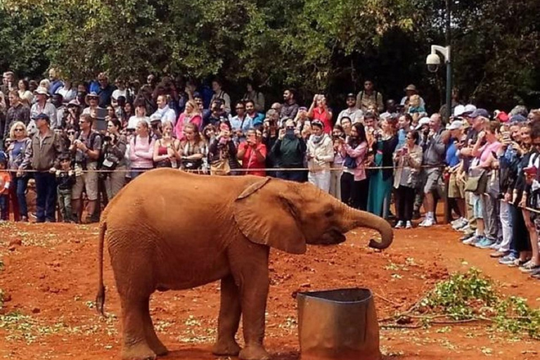 Parc national de Nairobi, orphelinat des éléphants, visite guidée d'une journée