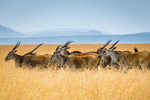Safari de 3 dias e 2 noites em Tsavo East a partir de Nairobi