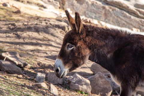 Córdoba: La Lomita Mountain Refuge Gedeelde ervaringWaar vreemden een stam worden - 7 dagen belevenis - Argentinië