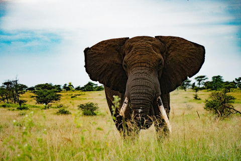 Arusha: Safari di 6 giorni nel Serengeti con visita al villaggio MasaiArusha: safari di 6 giorni nel Serengeti con visita al villaggio Masai