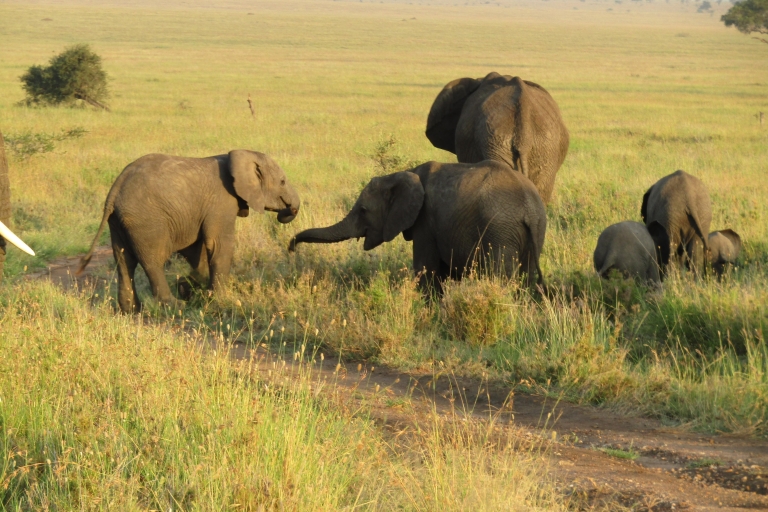 7 dagen Serengeti met de big five en migratie van wildebeesten