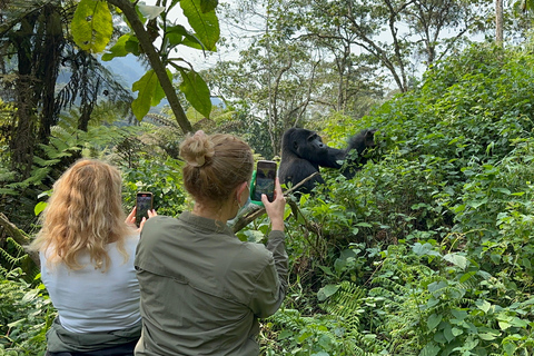 Passeio de 3 dias ao Gorila Mgahinga Gorilla NP Uganda via Ruanda