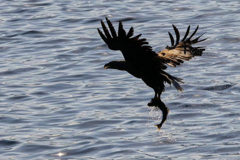 Tromsø: Wildlife Bird Fjord Cruise with Lunch and Drinks